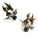 Dwarf Lily Bulb (Nymphaea Stellata) Live Aquarium...