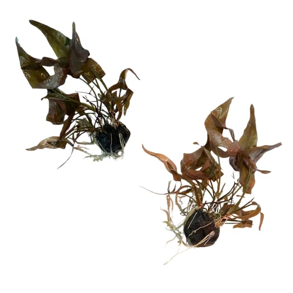 Dwarf Lily Bulb (Nymphaea Stellata) Live Aquarium...