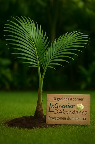 10 graines à semer - Le Grenier d'Abondance - Palmier royal du Honduras - Roystonea dunlapiana