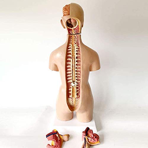 Maniquí Humano 55cm Anatomía Médica Equipo Médico Visceral Enseñanza del Torso Humano