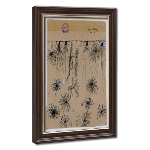 Dessin de neurones Cajal cadeau idéal pour neurologue et étudiant en médecine sur toile