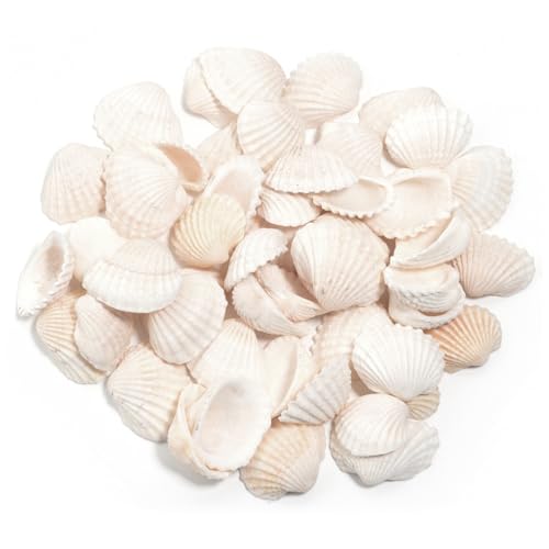Xyvor 500 Gramos Conchas Pequeñas, Blancas Pequeñas de 2-3 cm para Manualidades, Conchas Marinas Blancas Naturales, Conchas de Mar Decoracion, para Bricolaje, Acuarios, Jarrones