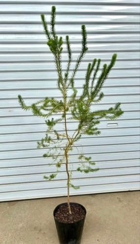 �q�[�X�o���N�V�A 6��