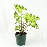 Syngonium Batik Live Plant | Batik Syngonium Starter Plants | House Plants for Beginner Garden | Rare White Variegated Arrowhead Plant Gifts (Heat Pack Included)