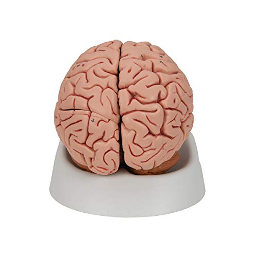 3B Scientific C18 Classic Brain 5 part - 3B Smart Anatomy - Thumbnail 4