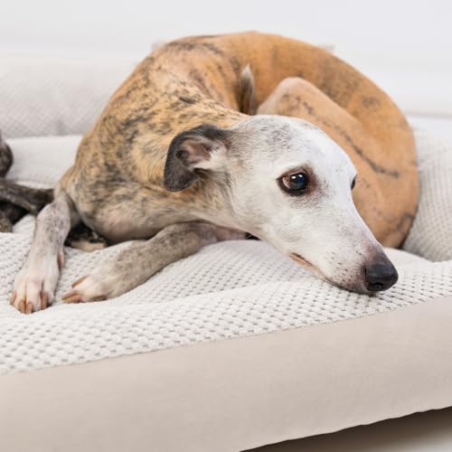 4L Textil Teo Kuscheliges Hundebett Hundekorb mittelgroße Hunde Hundekissen flauschig Hundekörbchen Hundesofa(60x40 cm, Beige)