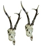 gehirntumor hund symptome B39xH24xT23,5 cm Garden Pleasure Set Polyresin Geweih REH Jagdtrophäe Trophäe Gehörn Deko Wanddekoration Jagd