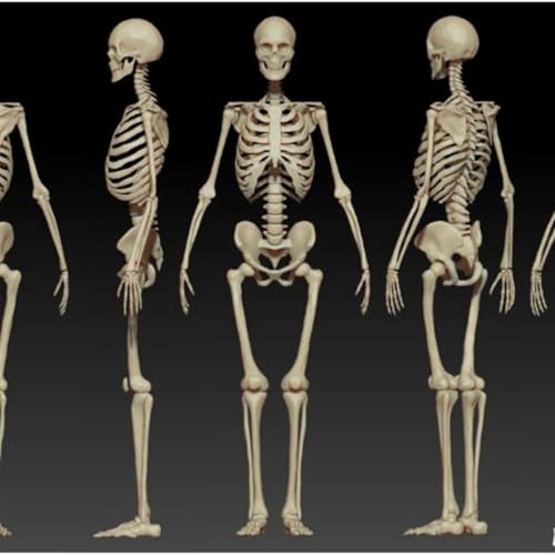 Episode 18: The Circle: Skeletons - Episode 4 Podcast Por  arte de portada