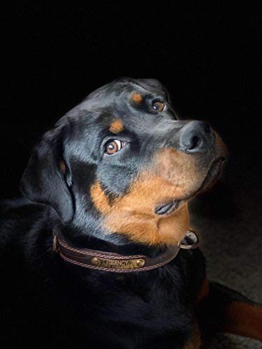 SLZZ Prämie Echtes Leder Hundehalsband /weich Dauerhaft Schwere Echtes Leder Hundehalsband für Rüde Weiblich Kleine X-Kleine Mittlere Große X-Große Hunde