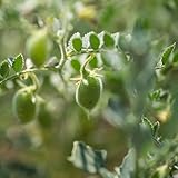 80 piezas semillas de garbanzos organicos - decoracion sala de estar moderna,Cicer arietinum, macetas plantas decorativas jardín planta de interior orgánica semillas jardín
