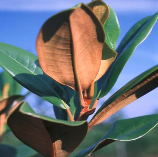 Magnolia grandiflora ‘Edith Bogue’ Live Tree – Cold Hardy Southern Magnolia – Fragrant White Flowers – Evergreen Ornamental Tree – 1–2 Ft Tall