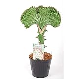 euphorbia tirucalli Schauen Sie in unseren Shop und sparen Versandkosten