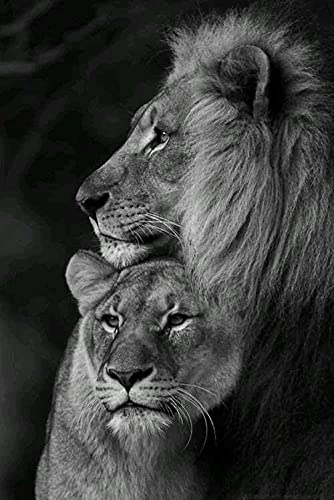 DFRES Pinturas de Lienzo de león en Blanco y Negro, póster Realista de Animales, impresión de...