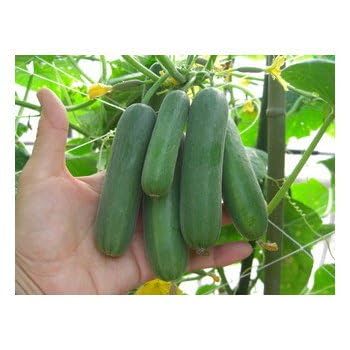 Amazon | 実生 ミニ きゅうり ラリーノ 9cmポット苗 胡瓜 | 野菜