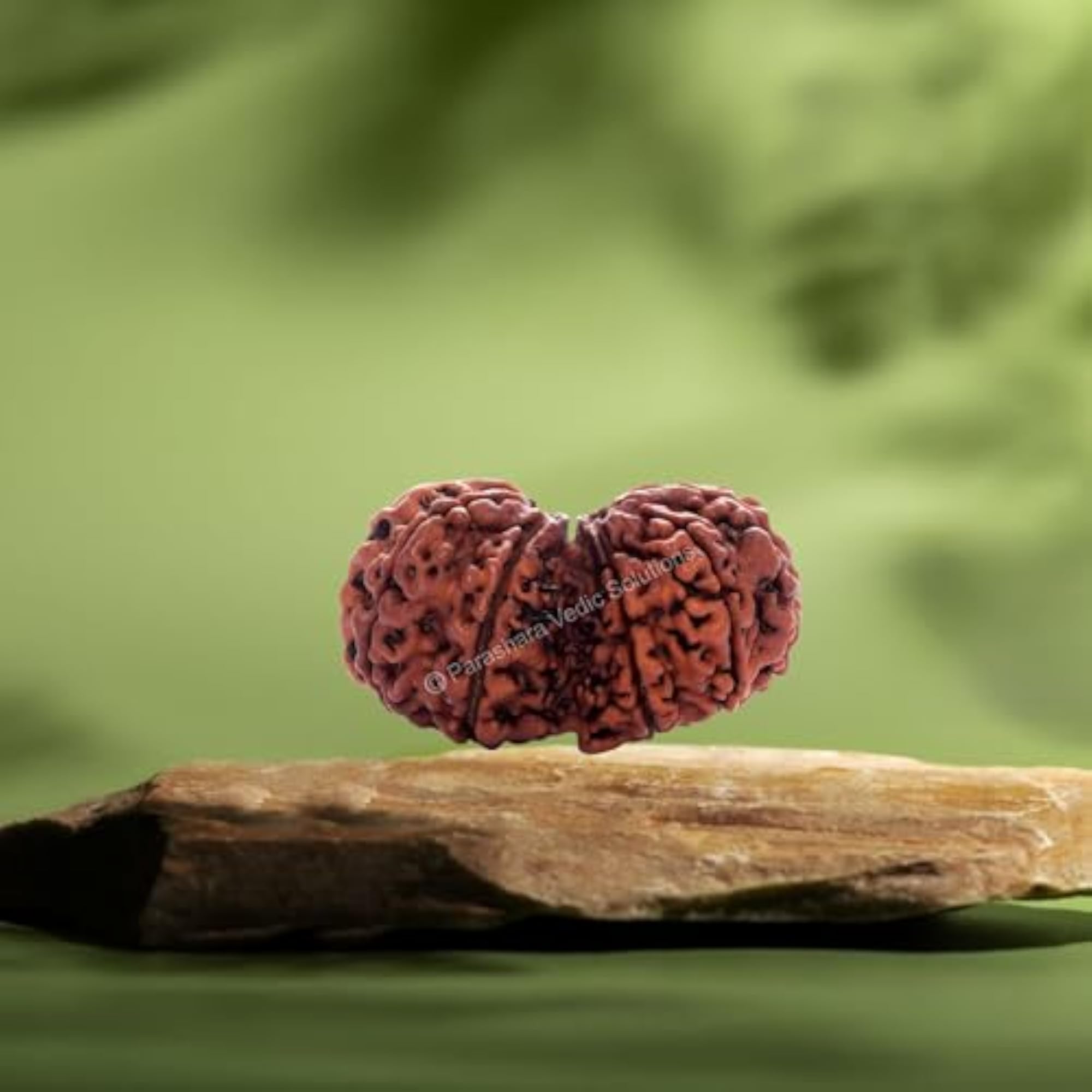 Gauri Shankar Rudraksha Certified Beads