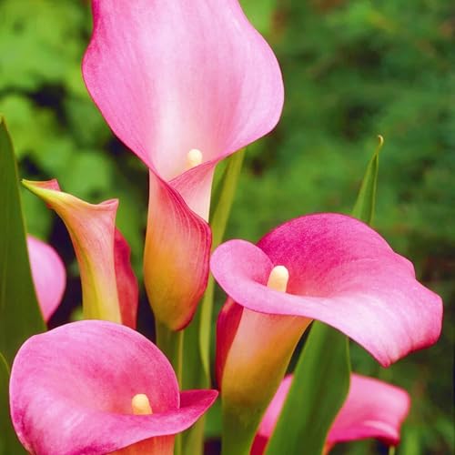 Calla Lily raro Facile Da Mantenere, Crescita Rapida, Bellissimo Giardino-4bulbi-c