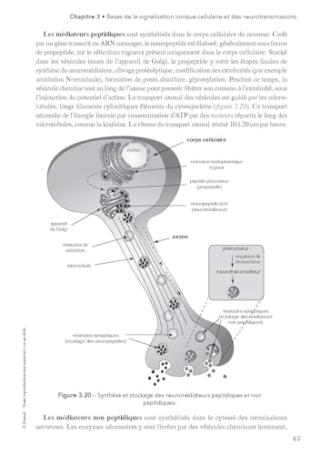 Pharmacologie - 5e éd.: Des cibles à la thérapeutique – vue 5