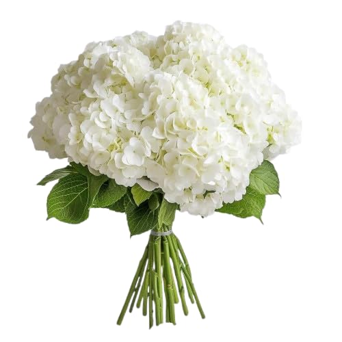 Bouquet de Hortensias Blancas Naturales Hydrangea con 10 Flores en Diseño Romántico