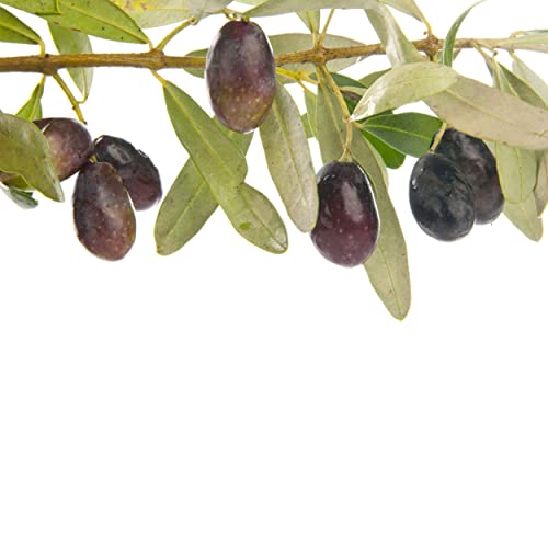 Marthas Secrets Manzanilla Olive Tree Live Plant NO Shipping to CA, AZ, AK, HI, OR or WA PER Your...