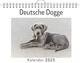 deutsche dogge welpen kaufen nrw  Deutsche Dogge - (Wandkalender 2025, Kalender DIN A4 quer, Monatskalender im Querformat mit Kalendarium, das perfekte Geschenk)