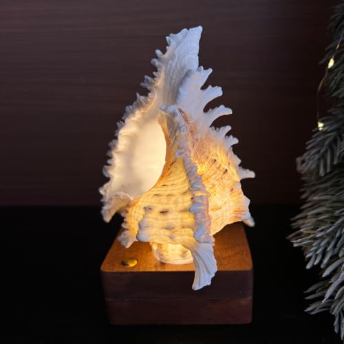 MIYA LIFE Acoustic Conch Shell Amplifier & Desk Decor