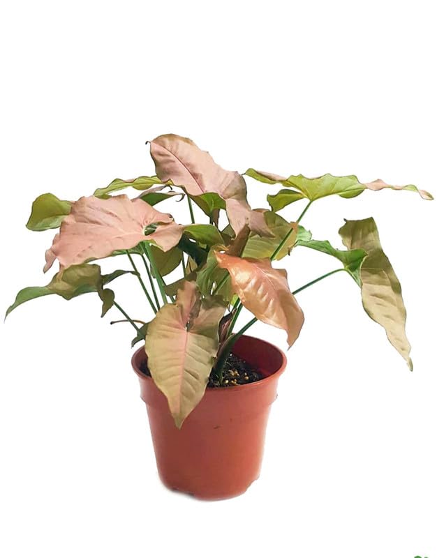 Air purifier live plant for home indoor, Pink Syngonium Podophyllum Arrow Head Plant in Pot | Pack of 1-image-10