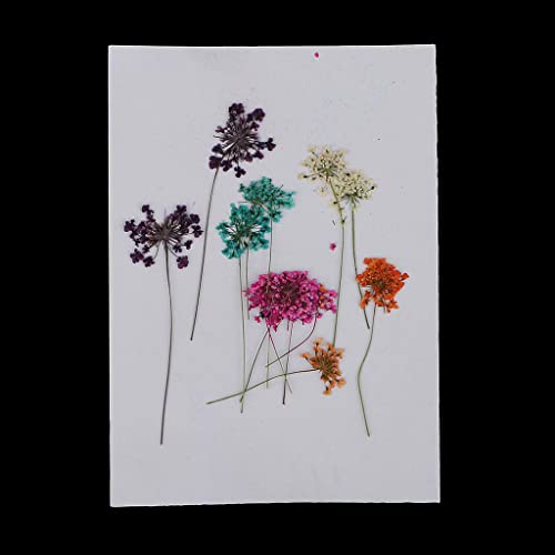 Flores Secas Prensadas para Manualidades x10 miniatura 4