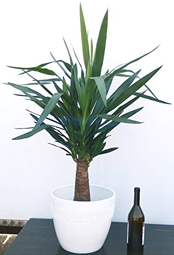 POWERS TO FLOWERS - YUCCA A TRONCO GROSSO IN VASO CERAMICA BIANCO, Tronchetto della felicità, pianta vera