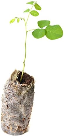 TreesAgain Lot of 3 Black Locust Trees - Robinia pseudoacacia - Starter Plugs (See State Restrictions)