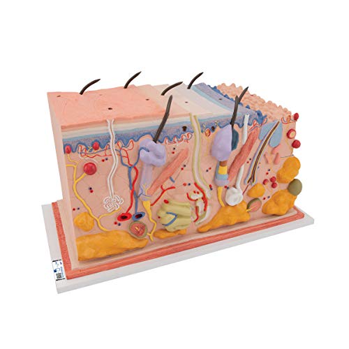 3B Scientific J13 Skin Block Model 70x full-size - 3B Smart Anatomy