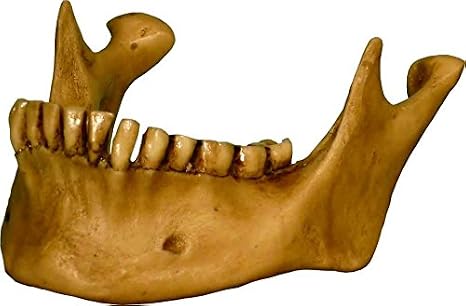 Life Size Model Human Skull Replica Aged Earth-Brown Relic - Medical Anatomy Reproduction Brand