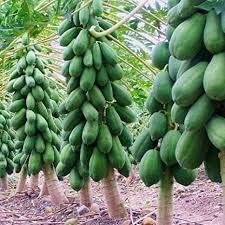 Mphmi Nursery Delhi Plant NCR Papaya, Papita (Hybrid)- Plant (B0B66KQHP1) Amazon Price History, Amazon Price Tracker