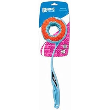 miniature poodle cross puppies