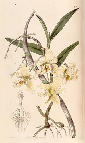 Affiche Dendrobium Heterocarpum pour transformer l'ambiance de votre salon avec une toile moderne