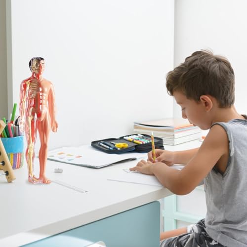 Modèle d'anatomie 3D visualisé détachable pour enfant - 2
