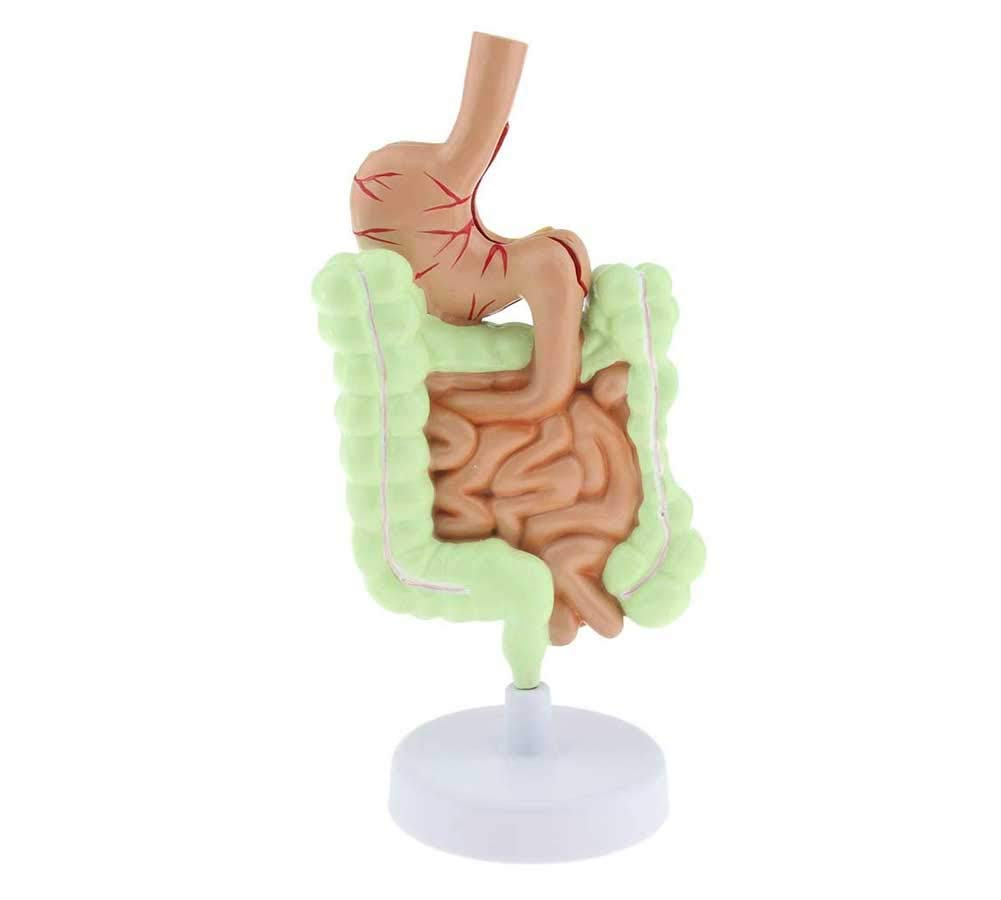 Anatomia patologiczny model ludzkiego okrężnicy model żołądkowo-jelitowy Des digestive do szkoły badania anatomiczne wyświetlacz model szkieletu