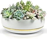 Willowy Large Succulent Planter with Drainage Tray - 10 Inch White Bowl with Metallic Gold - Modern Bonsai, Cactus, & Succulent Pot with Saucer - No Plants Included