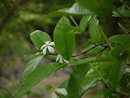 Plants Point Rare Medicinal Asafoetida Hing Live Plant Gardenia gummifera 1 Healthy Live Plant (B081PBQCFC) Amazon Price History, Amazon Price Tracker