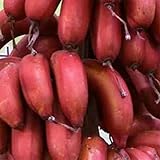 Wie eine Banane zu Hause aus Samen wachsen: zuerst Einweichen Samen für mindestens einen Tag im warmen Wasser mehrmals zu ersetzen. Wenn harte Schale leicht erweicht, sollte es leicht Kratzer Nagelfeilen Schmirgelpapier oder eine abgeplatzte große Nadel, nicht versuchen, den Kern zu beschädigen.