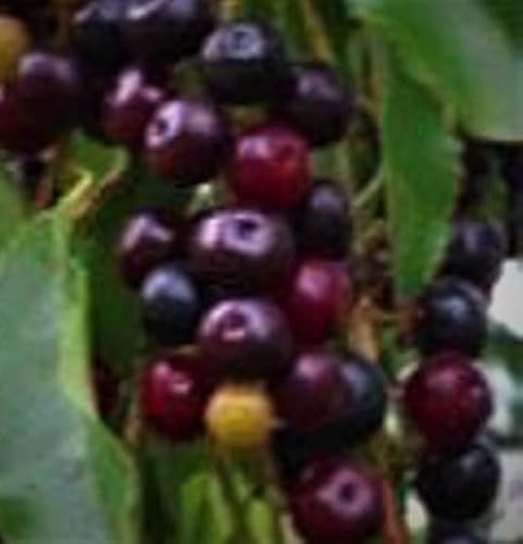 Live Tasty and Sweet Fruit Tree, 8-14" Tall Potted Black