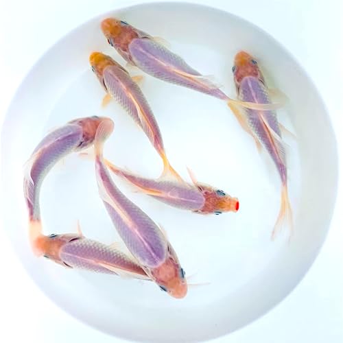 Toledo Goldfish White and Red Comet Goldfish