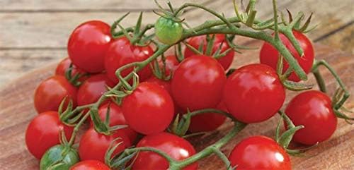 Semillas de tomate Hybrid F1 Christmas Grapes - altos rendimientos de  a  oz uva roja (25 - Semillas)
