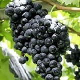 50pcs Graines de raisin noires...