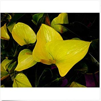 100 Yellow Anthurium in Vaso Semi Indoor idroponica Fiori Piante di Giardino domestiche