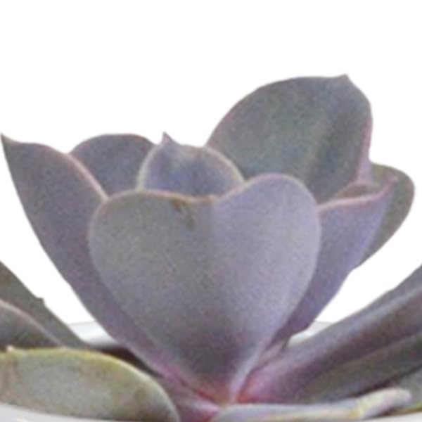 Sukkulenten & Kakteen Mix Verschiedene Mini 15 Pflanzen Ø5,5 cm 5 cm