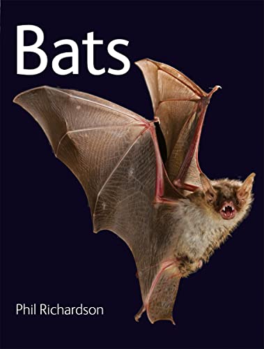 Bats view 2