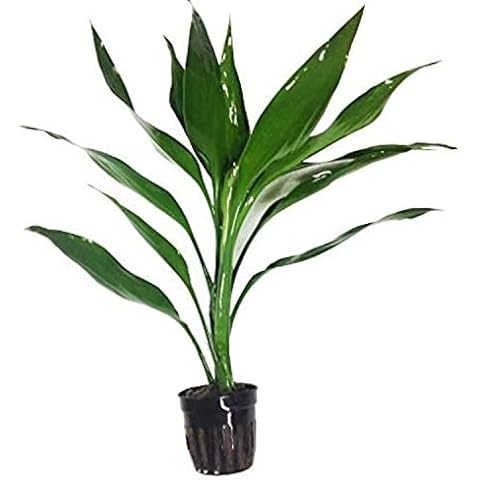 Greenpro Lucky Bamboo Dracaena Sanderiana Green Potted Live Aquatic Aquarium Plants for Freshwater Fish Tank Cover