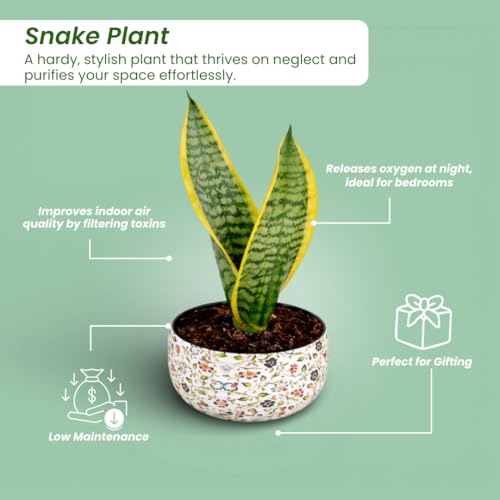 Image of Amulya Farms Indoor Plants for Home | Snake Plant Indoor Live Plant in Premium Floral Print Metal Pot | Air Purifying Indoor Plants for Home & Bedroom | Low Maintenance Indoor Plant