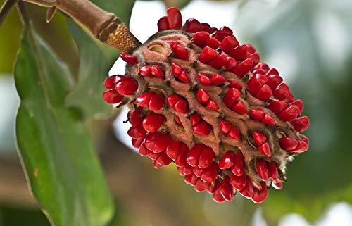 Southern Magnolia 30 Seeds - Magnolia Grandiflora Flower Garden Seeds, White Flower Seeds, Rare Tropical Tree Seeds, Wildflower Seeds Bulk Perennial Flower Seeds For Outdoor Décor #TOP4