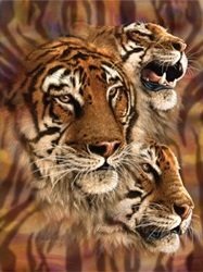 3D LiveLife Lenticular Wall Art Prints - Tiger Stripes from Deluxebase. Unframed 3D Big Cat Poster. A perfect wall filler. Original artwork licensed from renowned artist, Steven Michael Gardner